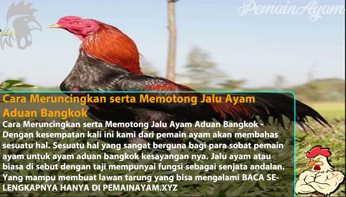 Cara Meruncingkan serta Memotong Jalu Ayam Aduan Bangkok