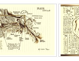 capillaries and ligaments