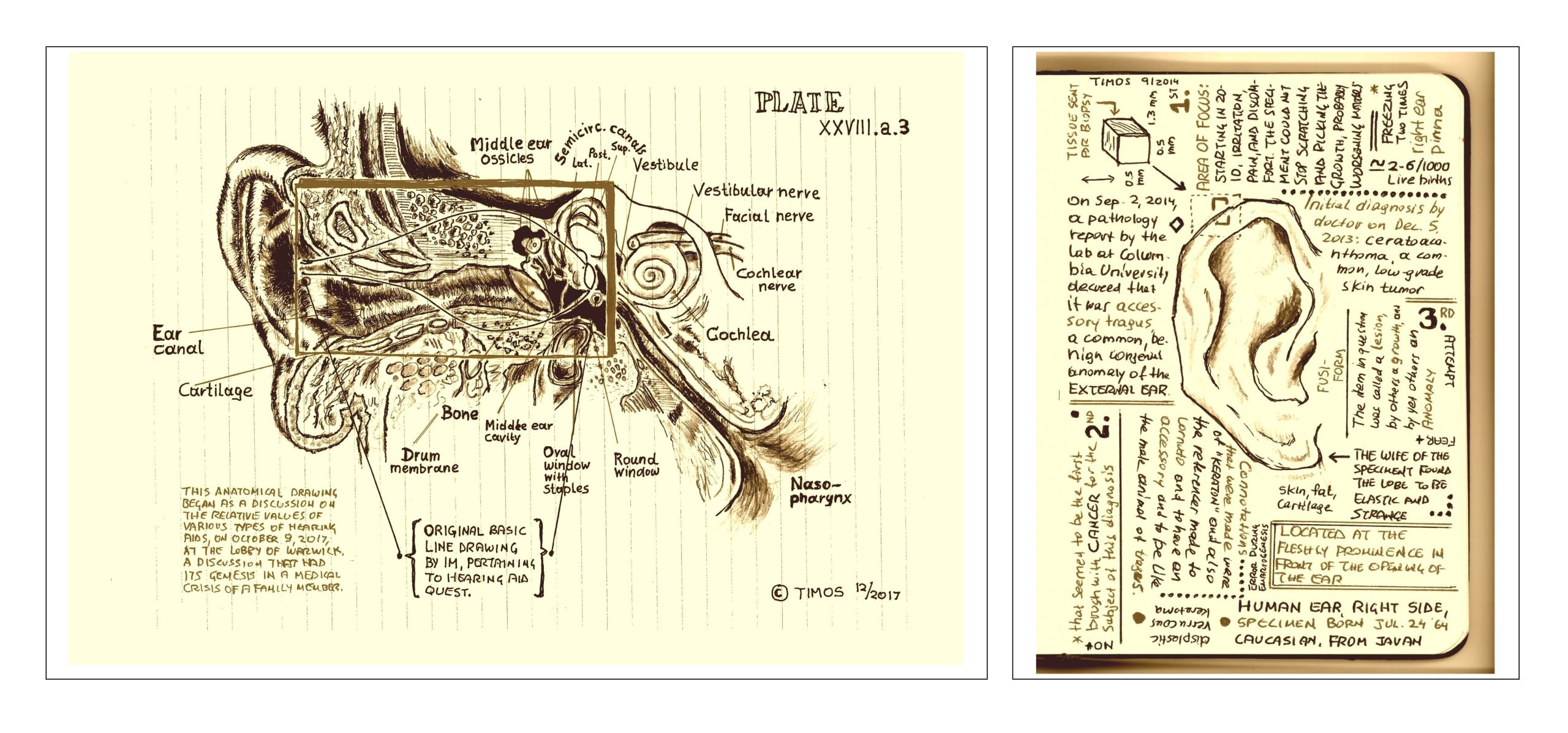 capillaries and ligaments