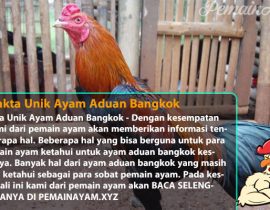 Fakta Fakta Unik Ayam Aduan Bangkok