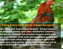 Lanjutan Fakta Fakta Unik Ayam Aduan Bangkok