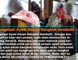Cara Mengatasi Ayam Aduan Bangkok Sembelit