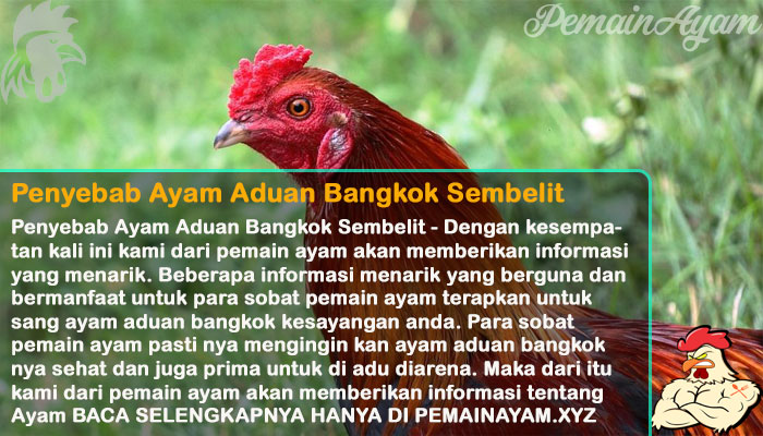 Penyebab Ayam Aduan Bangkok Sembelit