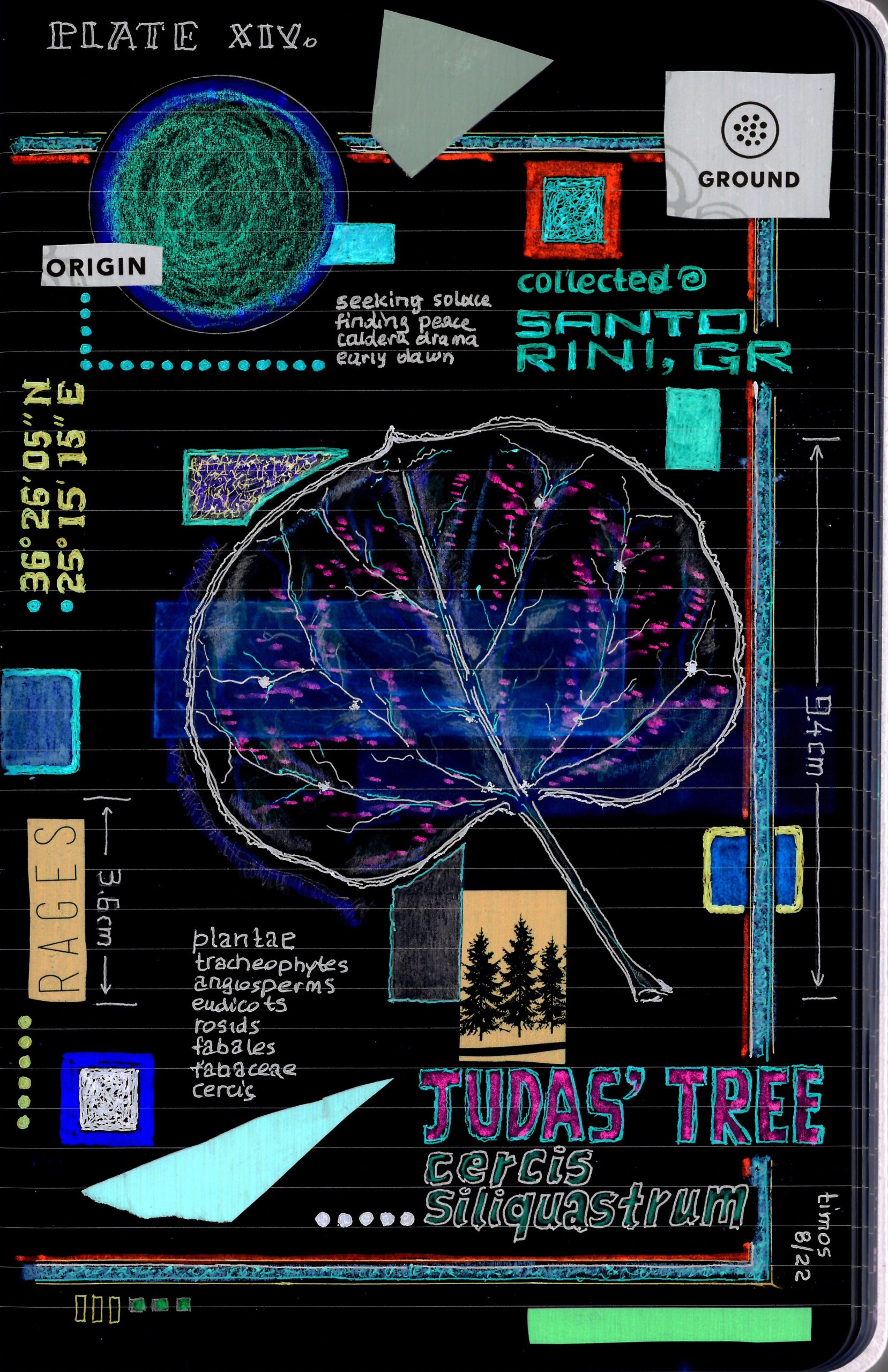 Juda’s tree