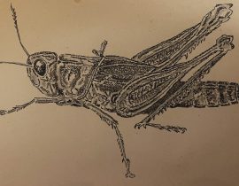 grasshopper – draft