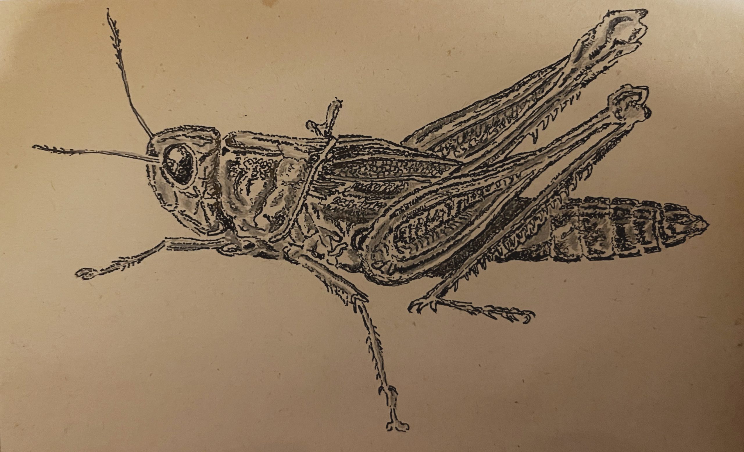 grasshopper – draft