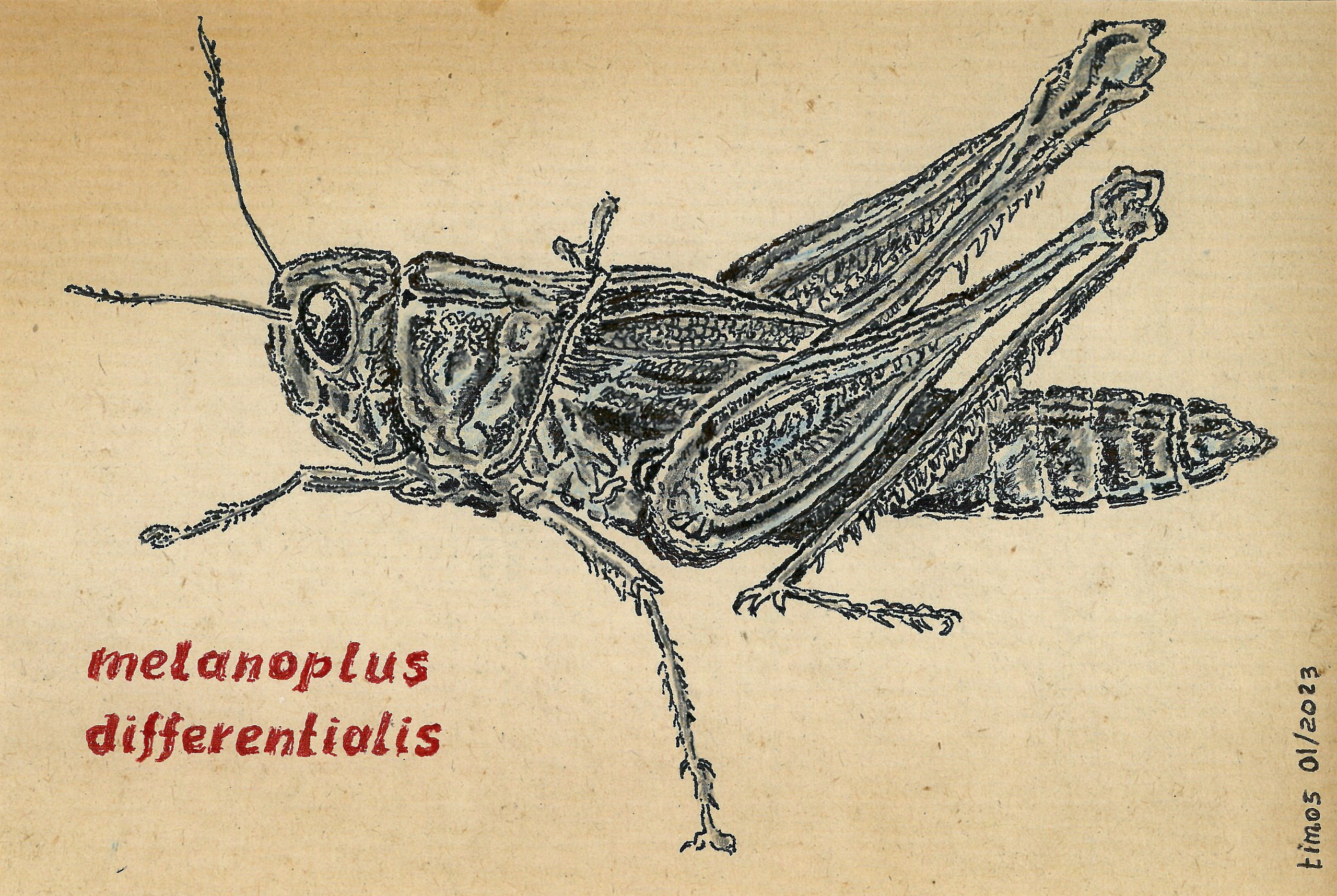 melanoplus differentialis