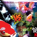 Bolehkah Menggabung Ikan KOI dengan Ikan Mas Koki dalam 1 Aquarium? 🤔