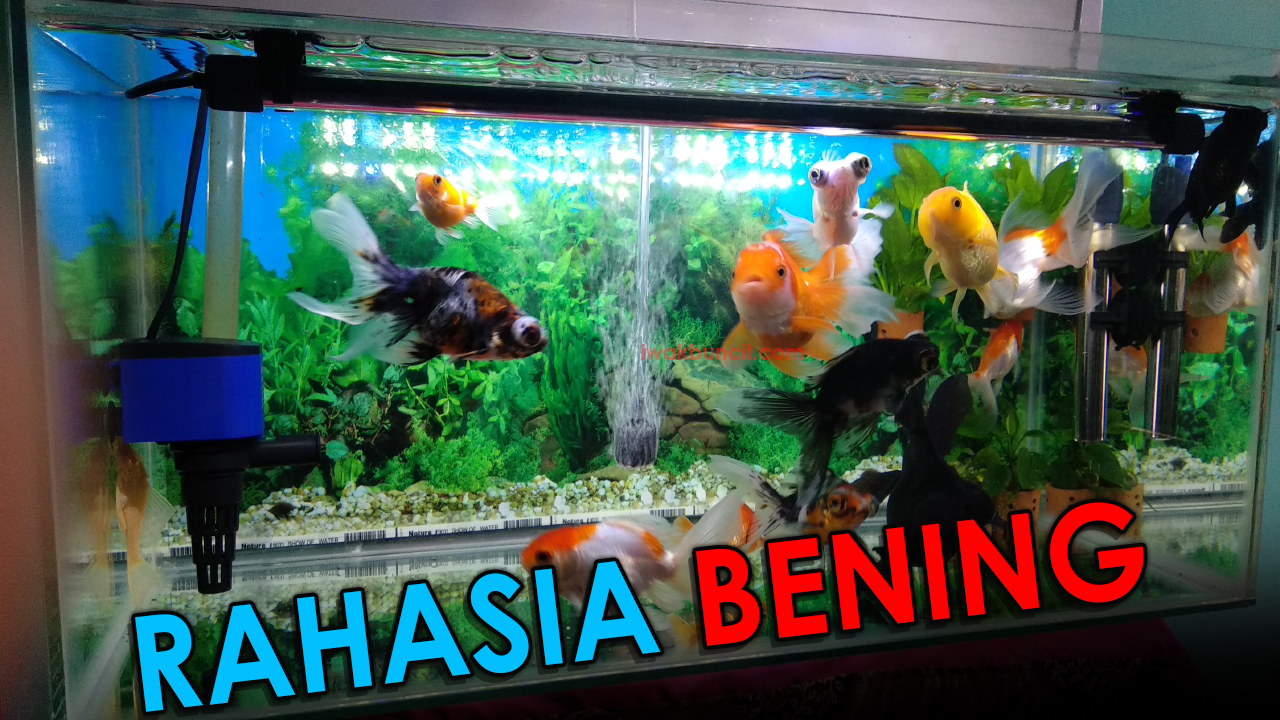 Ingin Punya Air Aquarium Ikan Hias yang Jernih, Bening dan Bersih? Perhatikan 4 Faktor Penting Berikut!