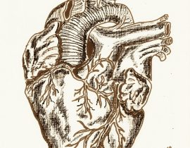 de humani corporis fabrica – photoae 11