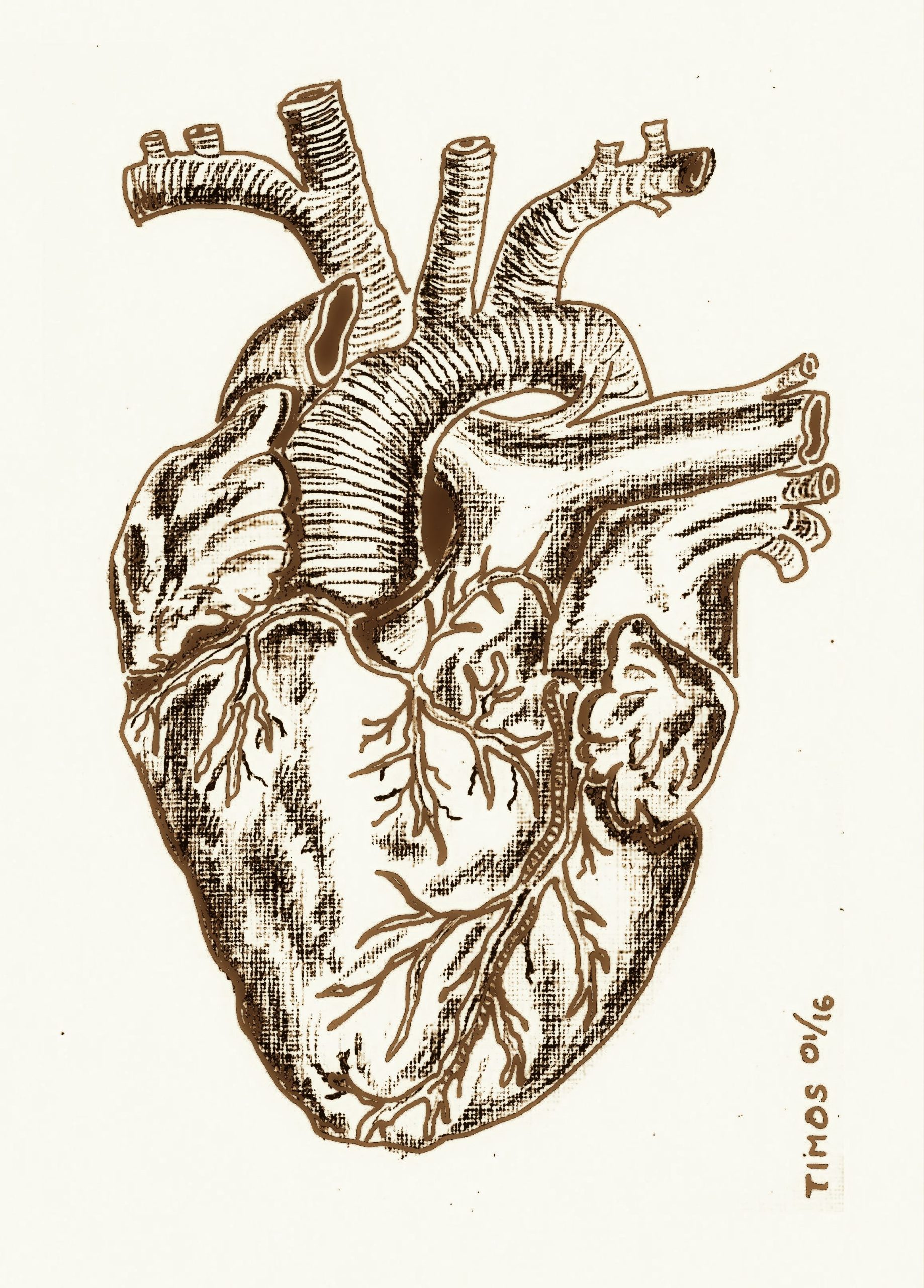 de humani corporis fabrica – photoae 11