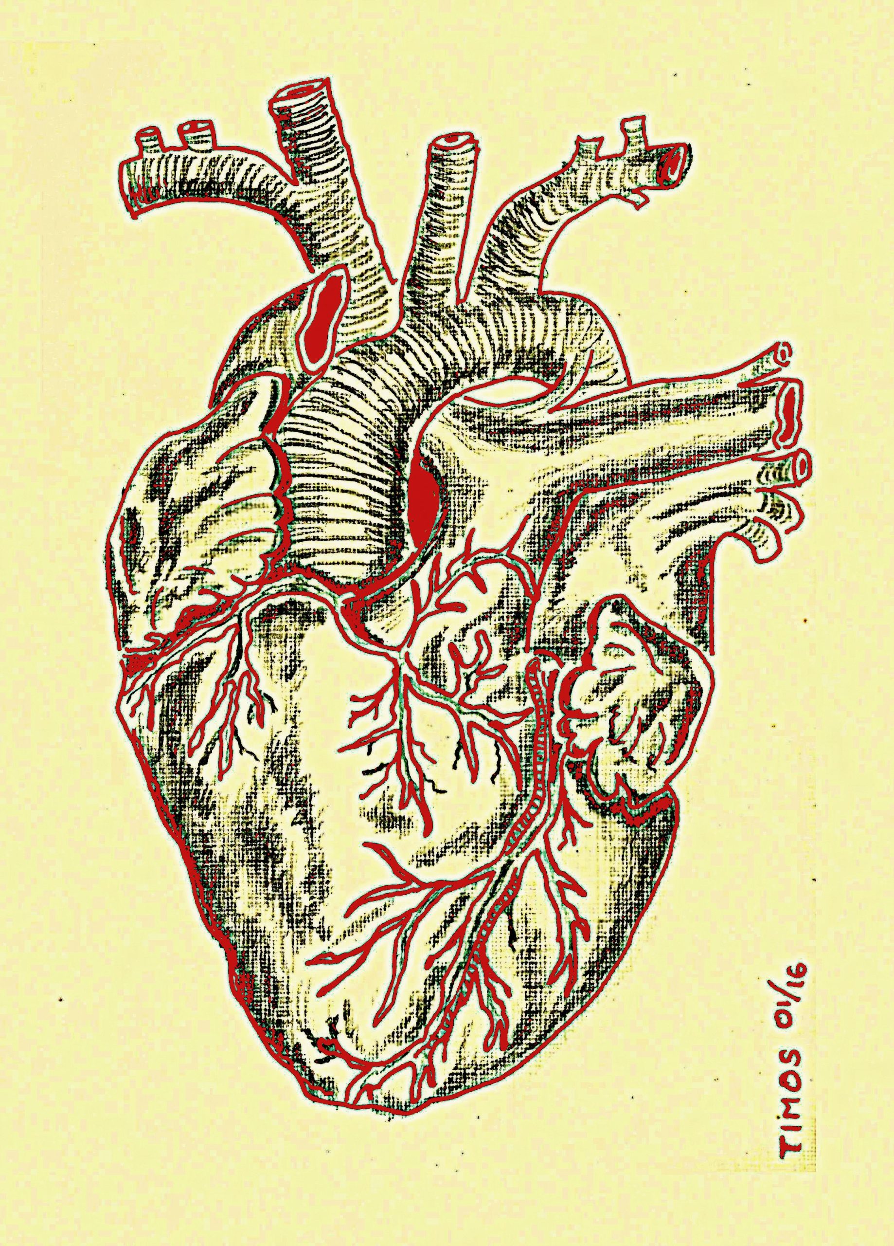 de humani corporis fabrica – photoae 11