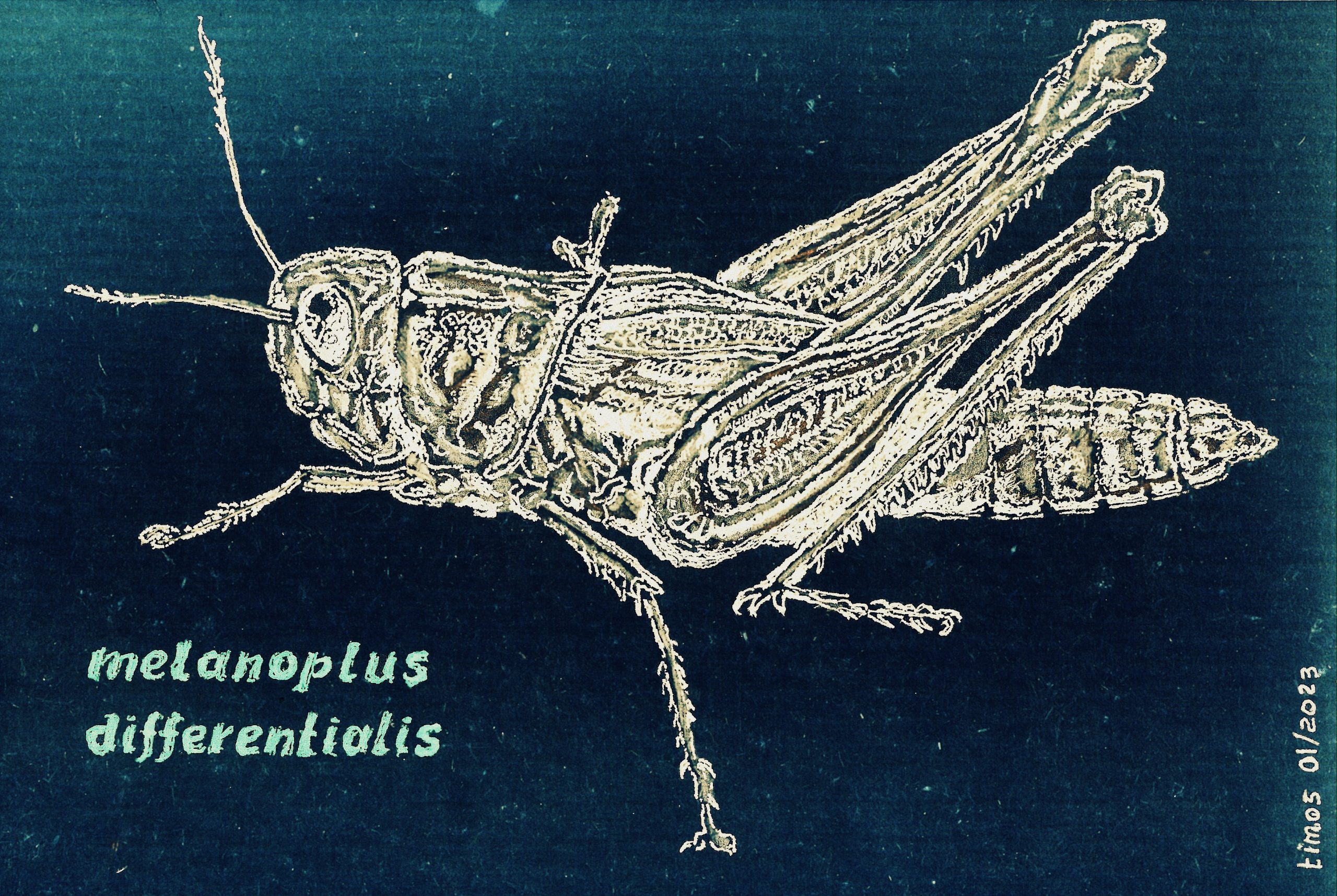 grasshopper