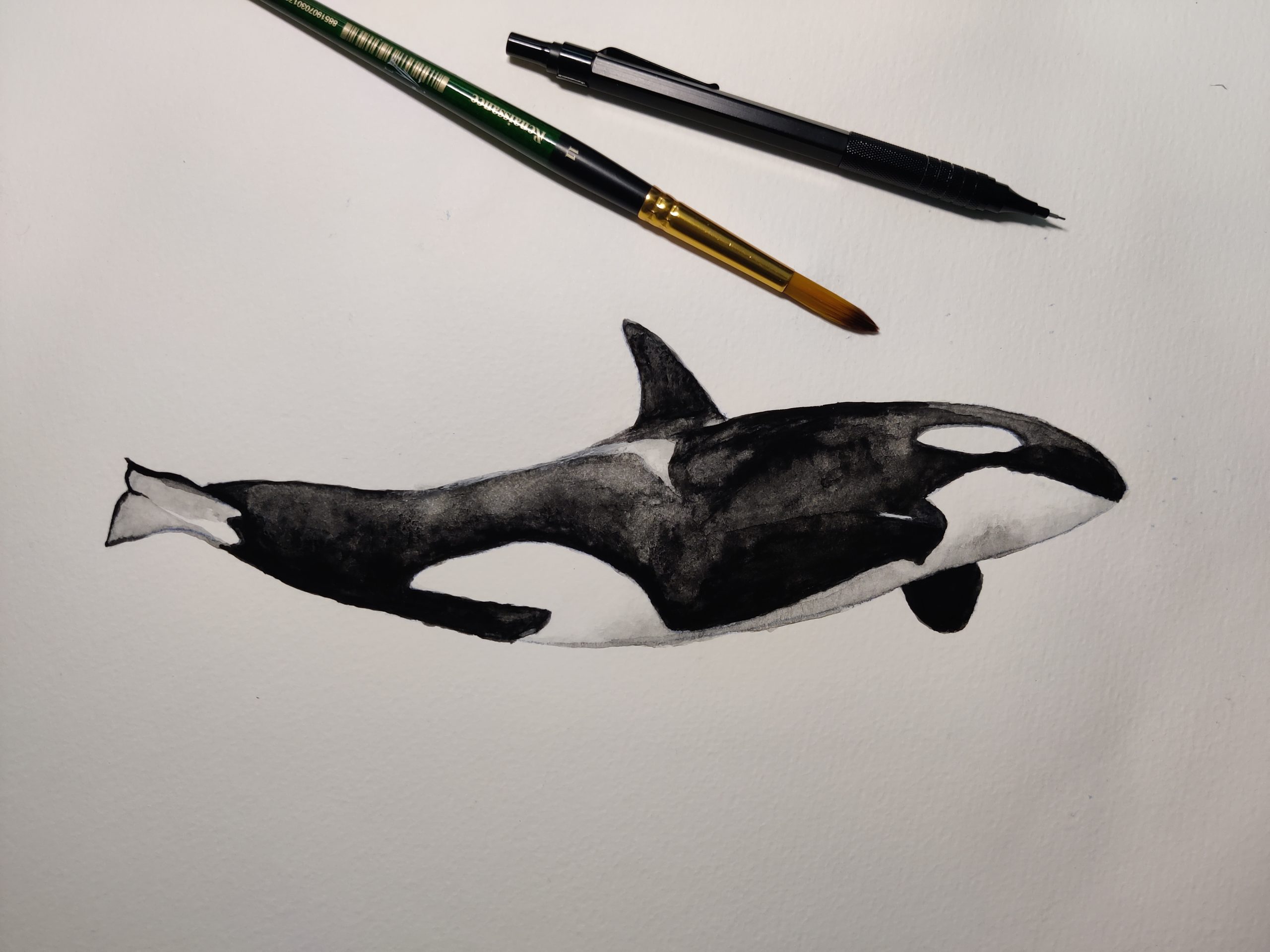 Orca whale watercolor