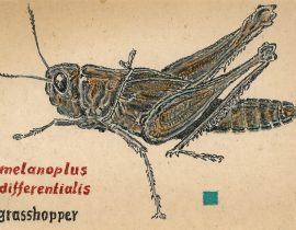 grasshopper – illustration