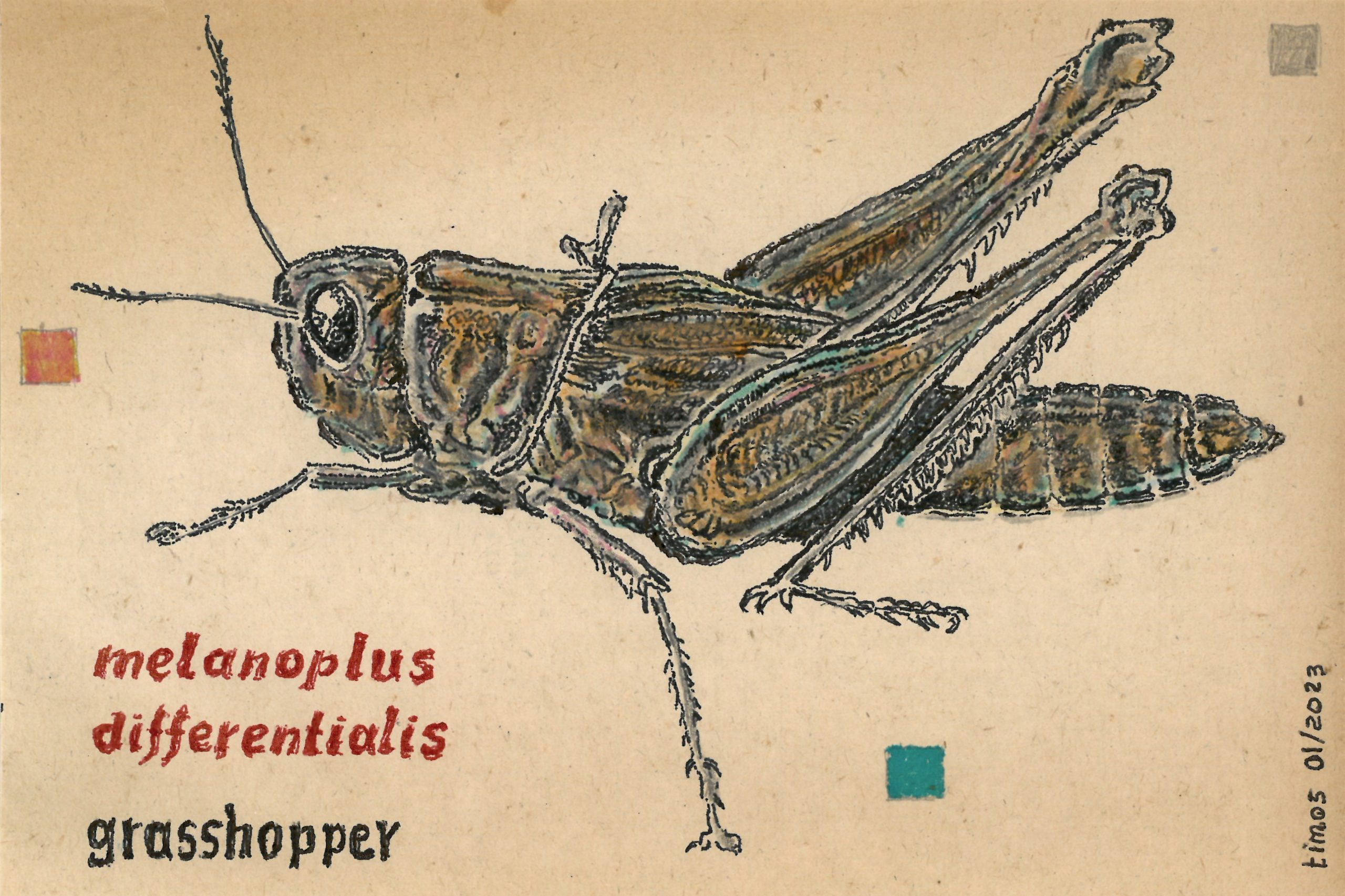 grasshopper – illustration