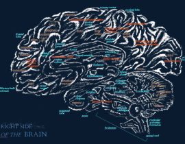 interdum temere anatomiae – monoptych 3.02