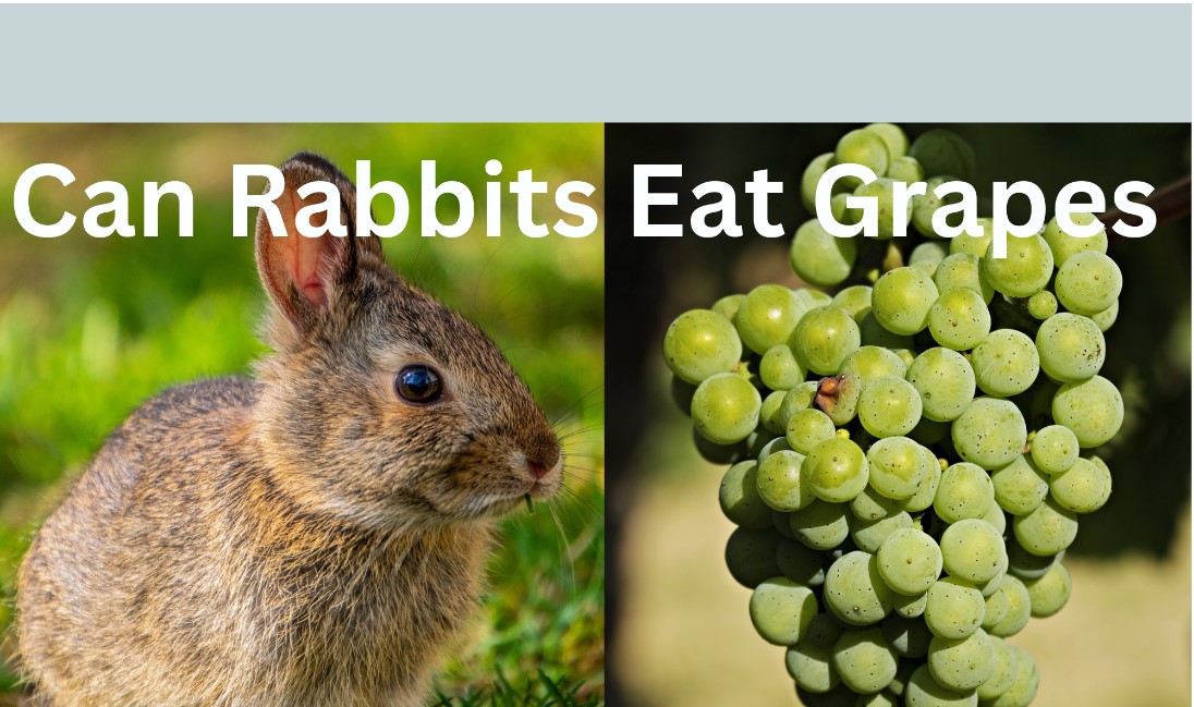 Supper Time! What Should You Feed Your Pet Rabbit?