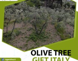 Olive Tree Gift Italy