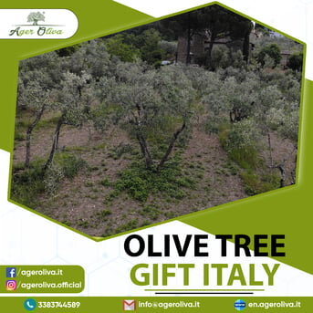 Olive Tree Gift Italy