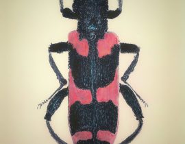 hairy checkered beetle