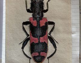details of beetle
