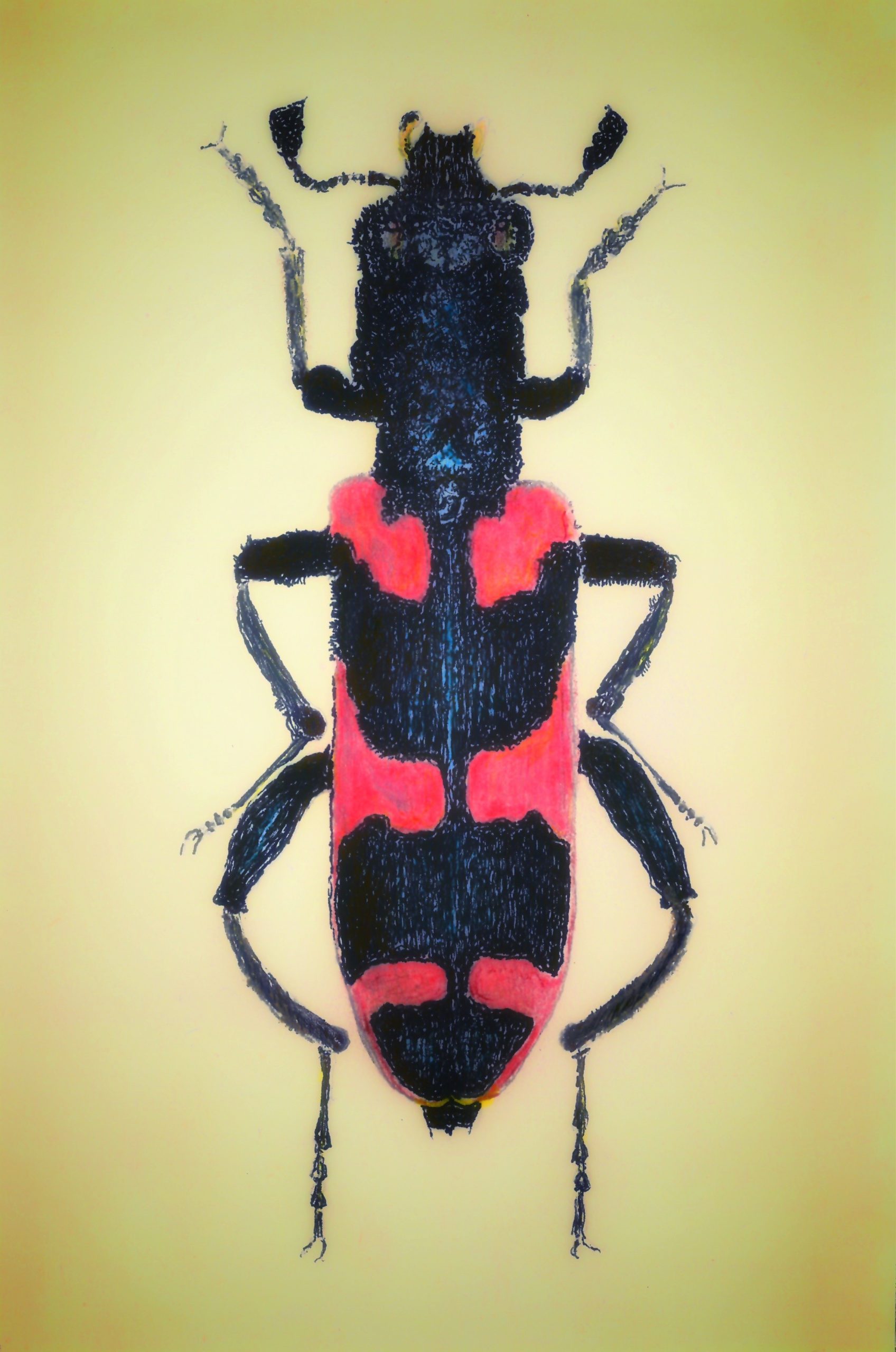 beetle tichodes