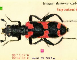 hairy checkered beetle – 03062023