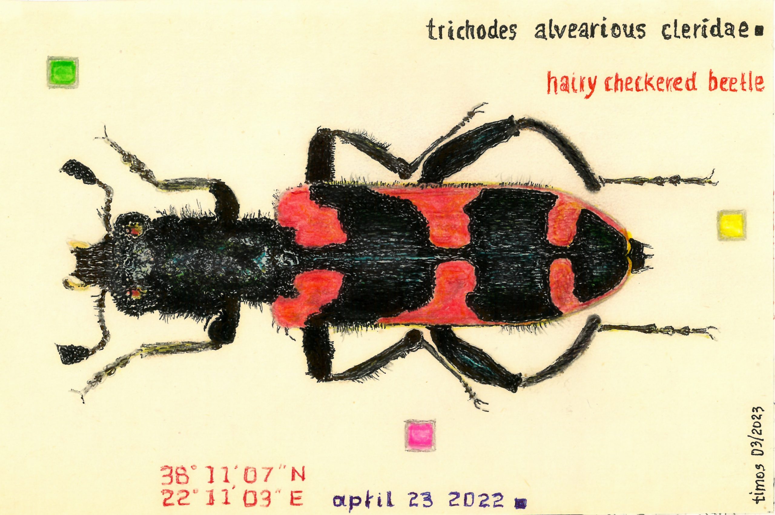 hairy checkered beetle – 03062023