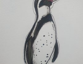 Humboldt-Penguin