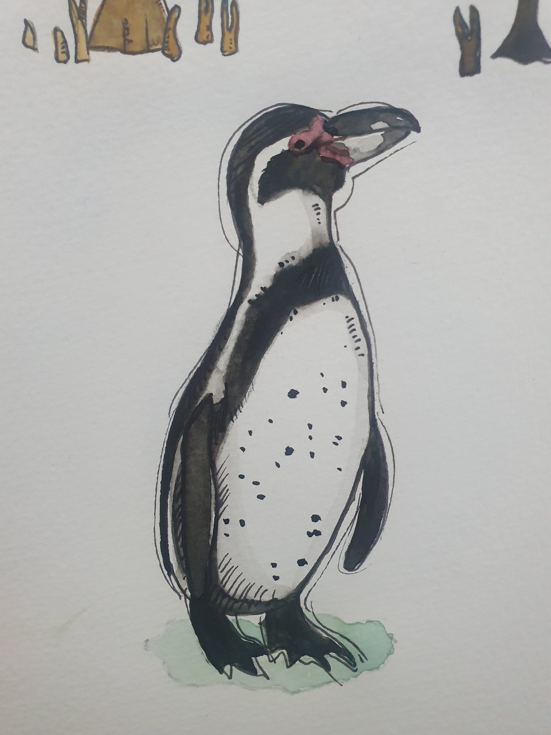 Humboldt-Penguin