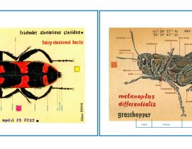 body parts | 2 insects