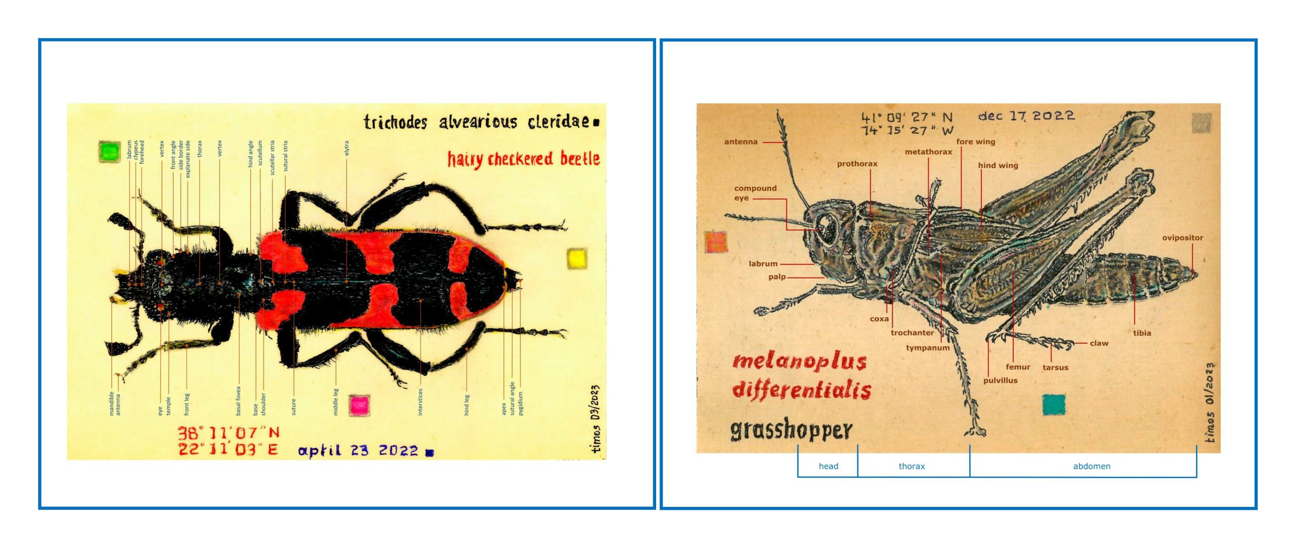 body parts | 2 insects