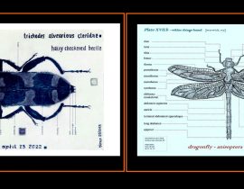 insects and naming names