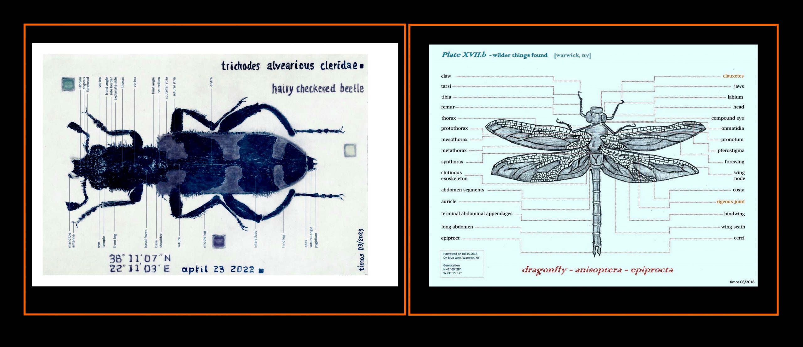 insects and naming names