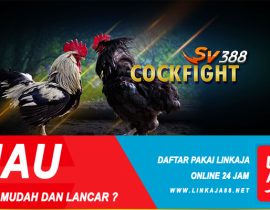 Situs SV388 Live Sabung Ayam Bangkok Online Resmi