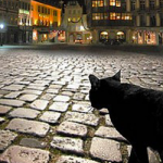 wanderer catのプロフィール写真