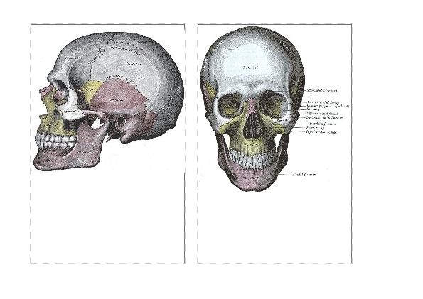 skull